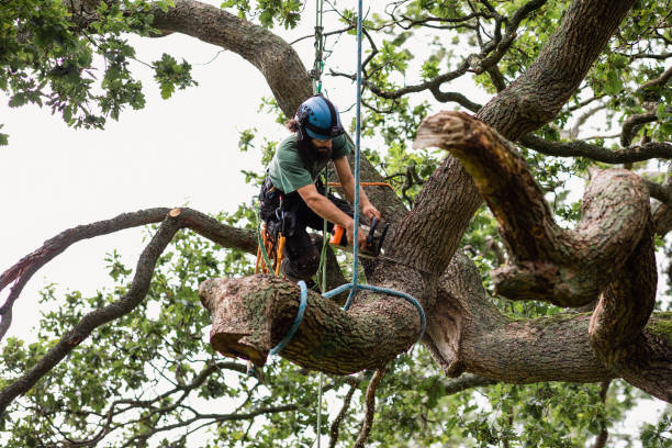 Trusted Congress, AZ Tree Removal Services Experts