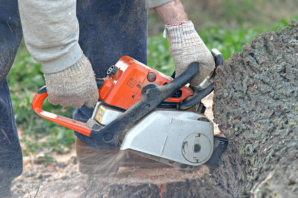 Leaf Removal in Congress, AZ