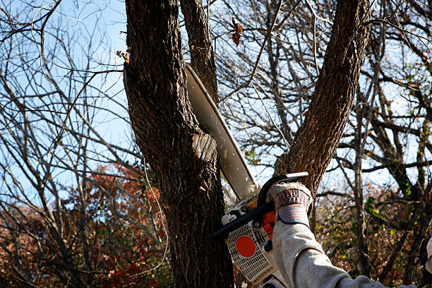 How Our Tree Care Process Works  in  Congress, AZ